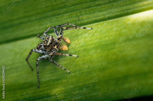 Jumping spider on green vegetation