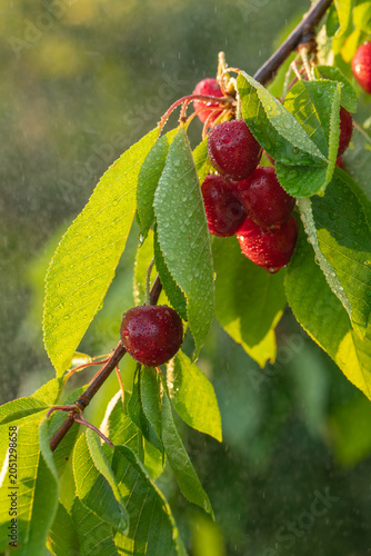 Ripe red cherries on a branch with wet green leaves in sunny rain or water spray in a traditional meadow orchard. Swabian Alb, Germany.