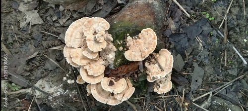 Cluster of shelf mushrooms growing on a decaying tree stump in the forest with mushroom polypore woodland botanical