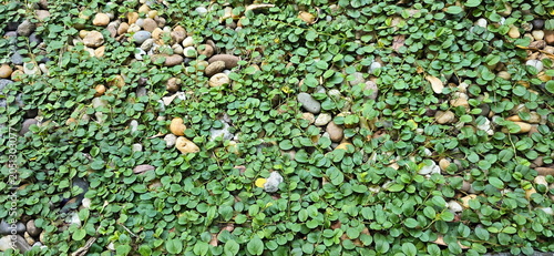 Foto Evolvulus nummularius and other similar grasses are often planted together as a replacement for real grass in gardens