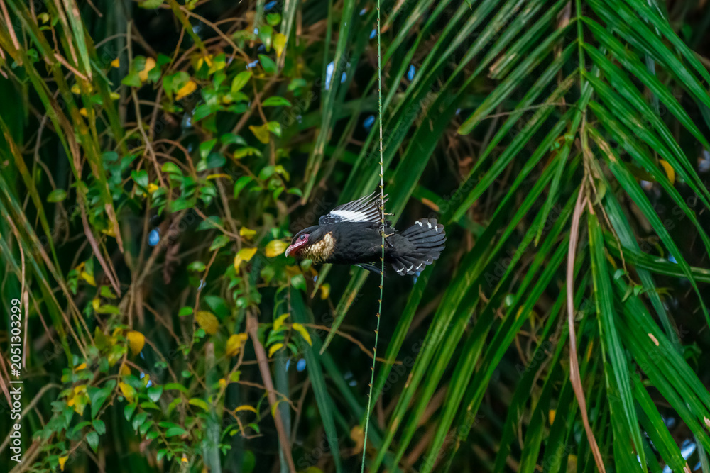 Fototapeta premium Dusky Broadbill The body is black, the neck to the upper chest is yellowish white. Big mouth, dark red pink, dark tip, dark pink eye skin The back has orange stripes. 