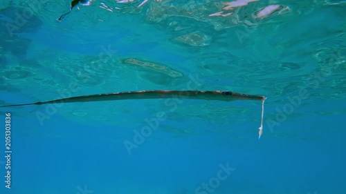 Bluespotted Cornetfish or Smooth Flutemouth, Fistularia commersonii survivor of a severe fracture mouth swimming in turquoise water below the surface hiding under a boat