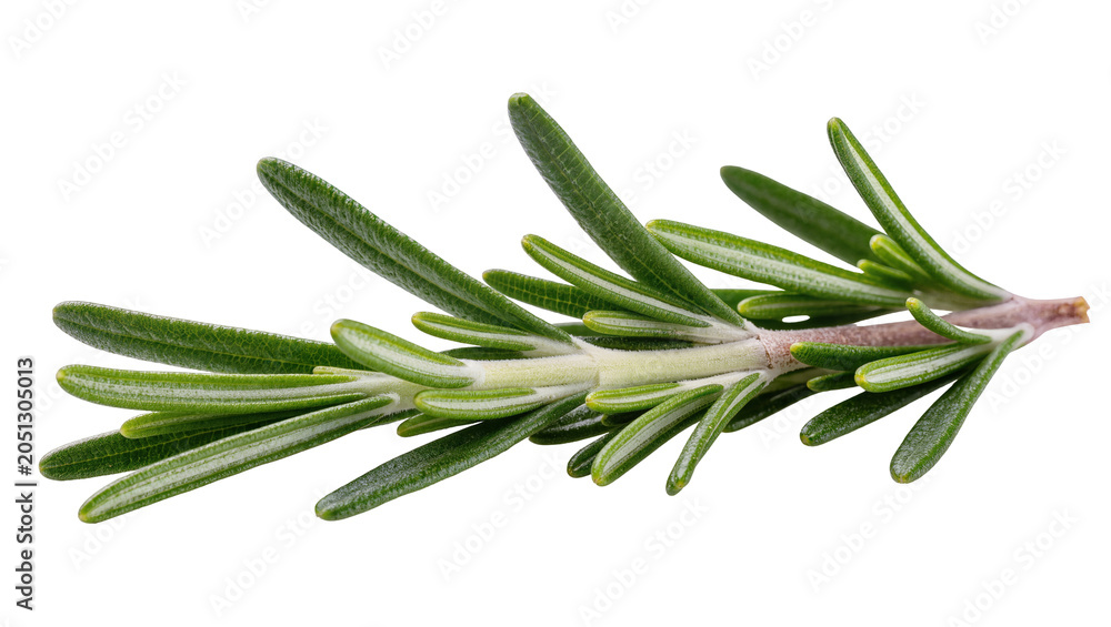 Fototapeta premium Fresh green rosemary sprig with needle-like leaves