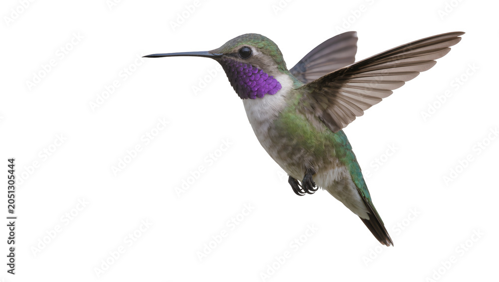 Obraz premium Hummingbird with purple throat hovering mid-air