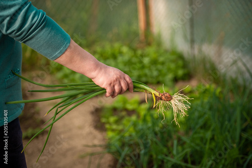 Farmer holding freshly harvested green onions with roots in a backyard vegetable garden during the growing season. Organic vegetables

