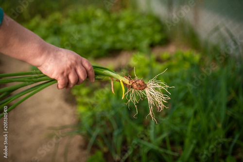 Принти на полотні Farmer holding freshly picked green onion with roots above a cultivated garden b