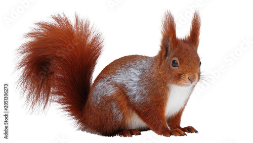 Foto Red squirrel with bushy tail and white chest fur