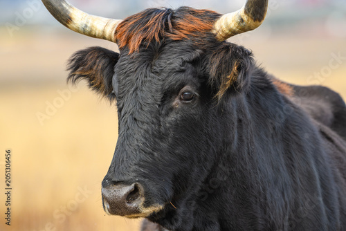 Cuadro en lienzo wild tauros, aurochs-like cattle portrait