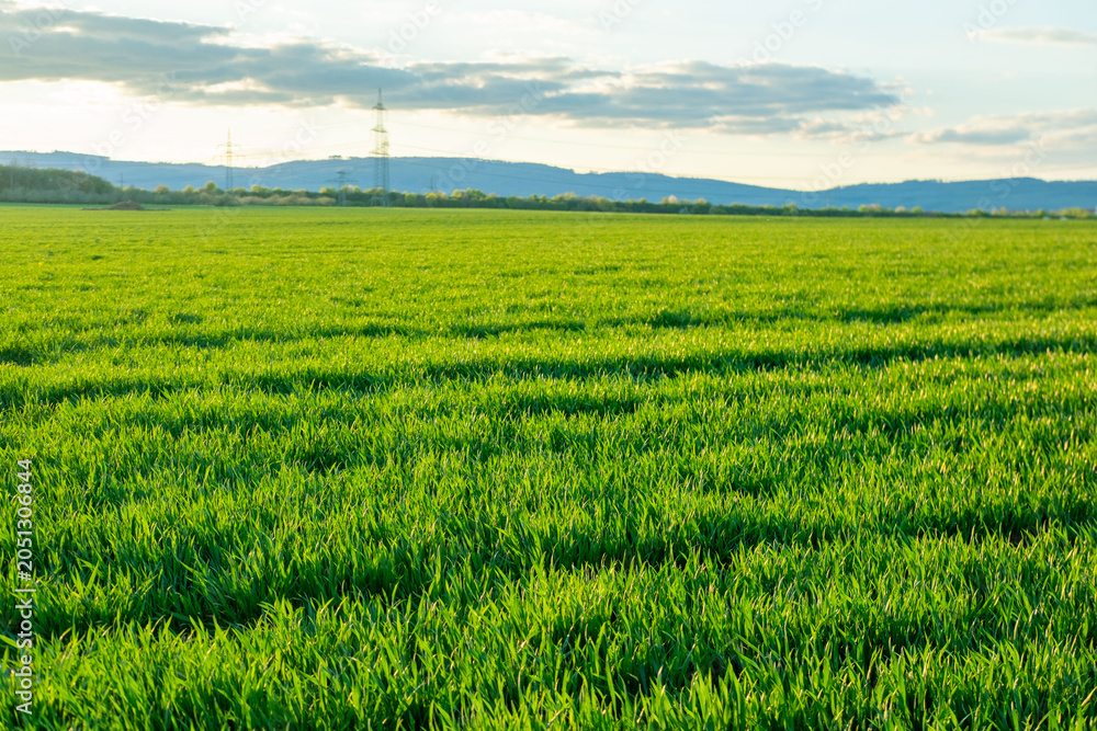 Obraz premium Vibrant green wheat field golden hour, sun flare in background, lush young crops, agricultural landscape, natural light, sustainable farming, rural agriculture scene, spring growth, eco-farming