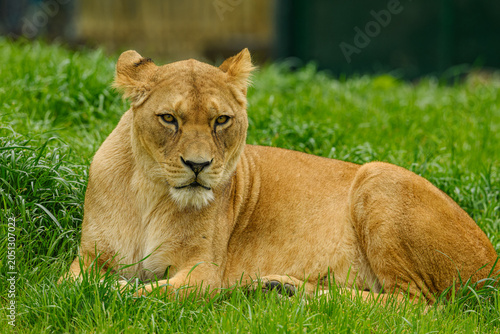 northern lion (Panthera leo leo) female