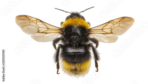 Photos Bumblebee insect with black and yellow stripes and wings