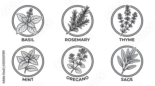 Herbs Collection: Basil, Rosemary, Thyme, Mint, Oregano, Sage Vector Icons