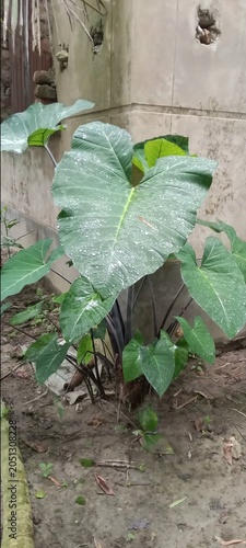 Large green taro leaf plant growing outdoors with water drops on surface droplets moisture botanical tropical broadleaf