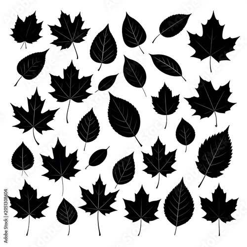 A collection of 25 black silhouettes of various maple leaves on a white background