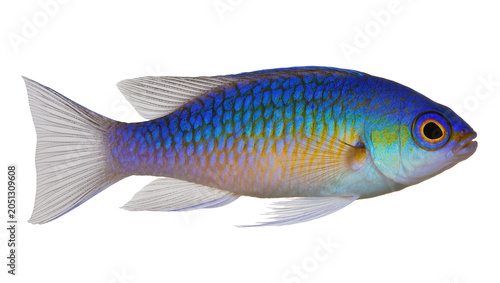 Slika na platnu Blue and yellow tropical fish with detailed scales and fins