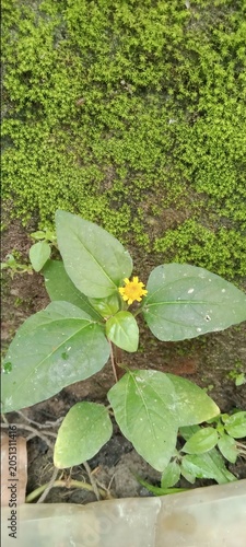 Small yellow flower blooming on a green plant growing in the ground with sunshine landscape botanical perennial environment