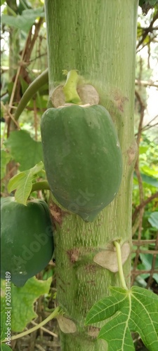 Young green papaya fruit growing directly on the trunk of a tree in an orchard with tropical agriculture cultivation