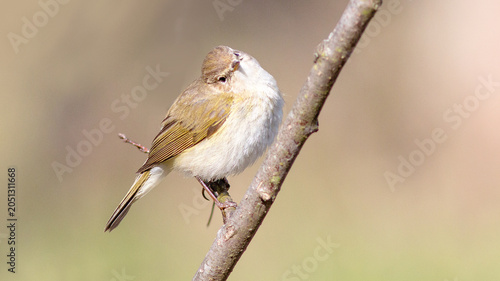 Fotografie red backed shrike