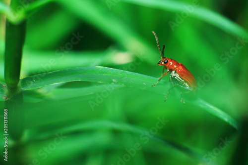 Red Kerria Lacca Insect Extreme Close-Up macro photography Nature Background