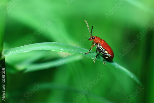 Red Kerria Lacca Insect Extreme Close-Up macro photography Nature Background