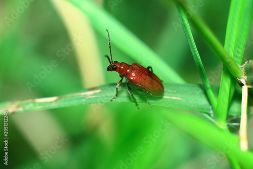 Red Kerria Lacca Insect Extreme Close-Up macro photography Nature Background