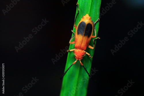 Red Kerria Lacca Insect Extreme Close-Up macro photography Nature Background