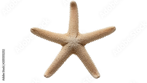 Tableau sur toile Beige starfish with five arms and textured skin