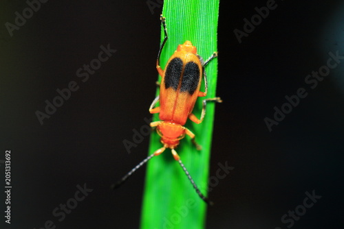 Red Kerria Lacca Insect Extreme Close-Up macro photography Nature Background