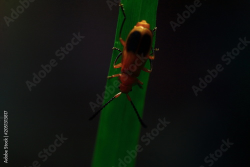Red Kerria Lacca Insect Extreme Close-Up macro photography Nature Background