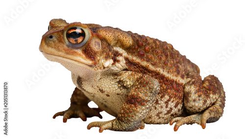 Schilderij op canvas Brown toad with bumpy skin and large eyes on white