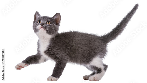 Tableau sur toile Gray and white kitten with yellow eyes looking up