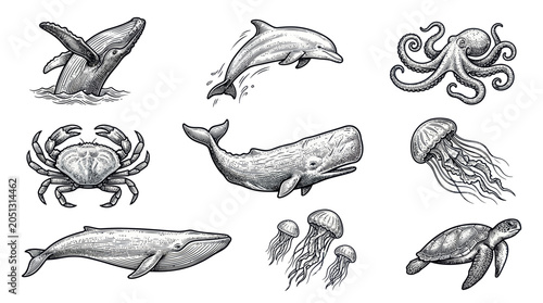 Photography Vintage Marine Life Illustrations: Whale, Dolphin, Octopus, Crab, Jellyfish, Tur
