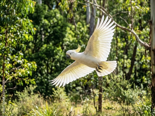 Sulphur-crested cockatoo in flight, showcasing its majestic wingspan against a lush green forest backdrop.