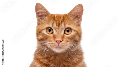 Φωτογραφία Orange tabby cat face with yellow eyes and striped fur