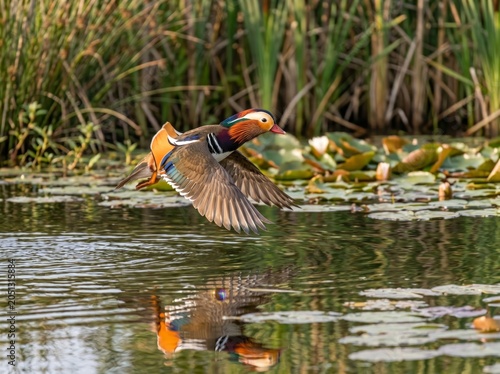Vibrant Mandarin Duck in Flight Over Serene Pond with Lush Greenery and Water Lilies.
