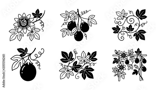 Foto Botanical Vector Elements: Passion Flower, Fruit, Leaves, Vines, Swirls, Decorat