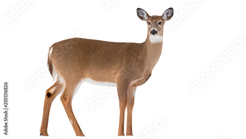 Schilderij op canvas White-tailed deer doe standing facing left, white