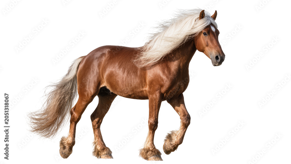 Obraz premium Brown horse with flowing blonde mane and tail walking