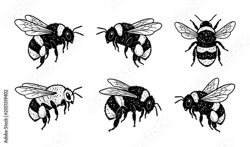 Photos Six Vintage Bumblebee Illustrations, Hand-Drawn Insect Vector Art, Detailed Buzz