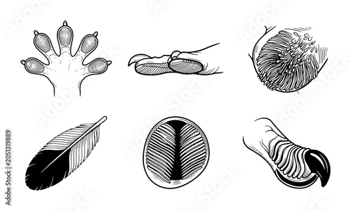 Foto Detailed Animal Anatomy Illustrations: Paws, Claws, Feathers, and Scales Vector
