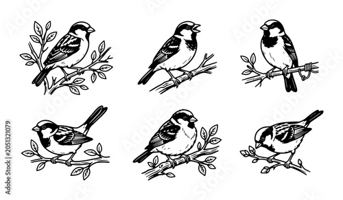 Foto Charming Sparrow Illustrations, Vintage Bird Art Set, Hand-Drawn Ornithology Vec