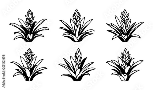 Canvastavla Set of Six Bromeliad Plant Illustrations, Tropical Flora Vector Graphics, Botani