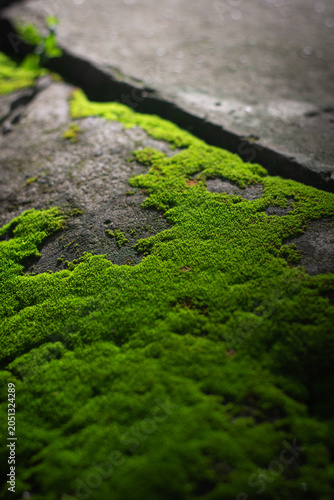 Green moss stone texture nature closeup growth outdoor moist vibrant peaceful lush organic fresh natural environment