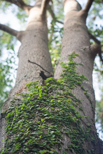 Tree trunk vine green leaf nature outdoor forest bark growth Climbing vine with green leaves grows up rough tree trunk lush forest creating