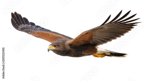 Foto Harris hawk bird of prey in flight with wings spread