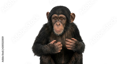Tableau sur toile Young chimpanzee looking directly at the camera with a curious expression