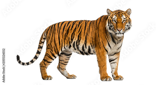 Konstfotografi Majestic tiger with striking orange and black stripes stands confidently against