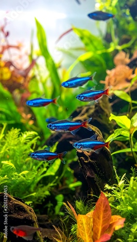 A colorful aquarium scene with small fish and lush green plants