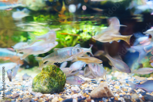 Photos School of small freshwater dace fish swimming over a gravel and pebble riverbed