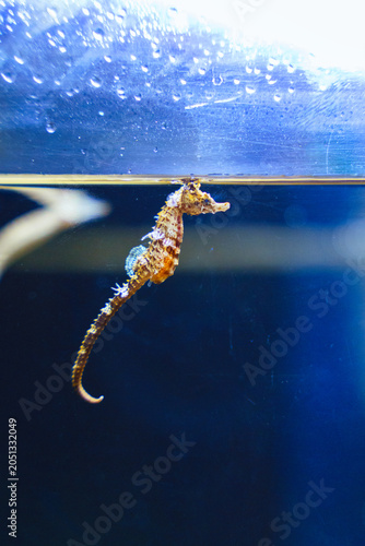 Принти на полотні Tiny lined seahorse clinging to the water surface inside a clear blue aquarium t